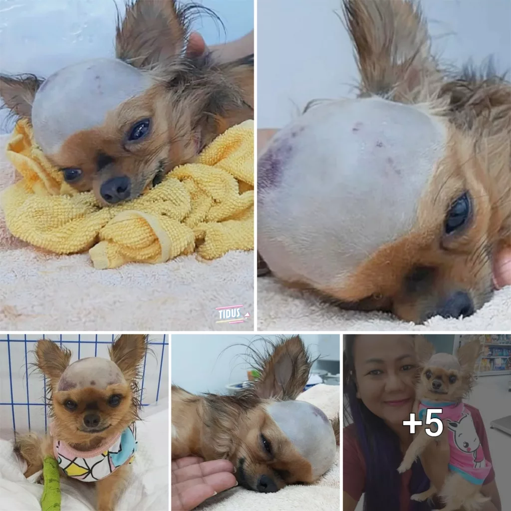 Shattered Dog Struck In Head Wants To Live Despite His Body Shutting Down